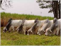 Jornal Estado de Minas